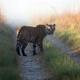 Illustration for article titled A tiger in India has killed 10 people in six weeks